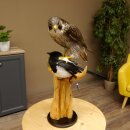 Halcón peregrino disecado macho sobre pedestal con permiso para la venta