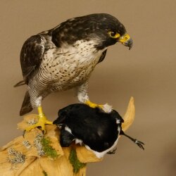 Halcón peregrino disecado macho sobre pedestal con permiso para la venta