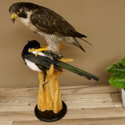 Halcón peregrino disecado macho sobre pedestal con permiso para la venta