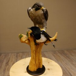 Halcón peregrino disecado macho sobre pedestal con permiso para la venta