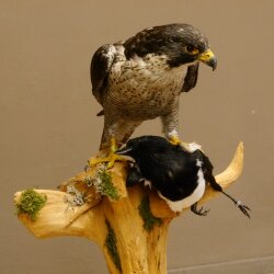 Halcón peregrino disecado macho sobre pedestal con permiso para la venta