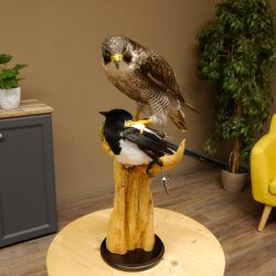 Halcón peregrino disecado macho sobre pedestal con permiso para la venta