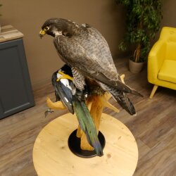 Halcón peregrino disecado macho sobre pedestal con permiso para la venta