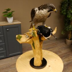 Halcón peregrino disecado macho sobre pedestal con permiso para la venta