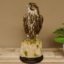 Faucon gerfaut avec une gélinotte des bois comme proie - Faucon empaillé - Taxidermie - Autorisation de vente