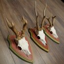 Rehgeweihe 3 Stück Rehböcke Reh 1 Bock HL 24 cm...
