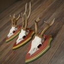 Rehgeweihe 3 Stück Rehböcke Reh 1 Bock HL 24 cm...