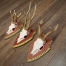 Rehgeweihe 3 Stück Rehböcke Reh 1 Bock HL 24 cm Geweihe auf ZIRBENHOLZ Trophäenschildern 22.1375