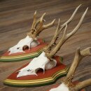 Rehgeweihe 3 Stück Rehböcke Reh 1 Bock HL 24 cm Geweihe auf ZIRBENHOLZ Trophäenschildern 22.1375
