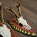 Rehgeweihe 3 Stück Rehböcke Reh 1 Bock HL 24 cm Geweihe auf ZIRBENHOLZ Trophäenschildern 22.1375