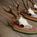Rehgeweihe 3 Stück Rehböcke Reh 1 Bock HL 24 cm Geweihe auf ZIRBENHOLZ Trophäenschildern 22.1375