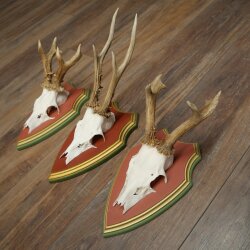 Rehgeweihe 3 Stück Rehböcke Reh 1 Bock HL 24 cm Geweihe auf ZIRBENHOLZ Trophäenschildern 22.1375