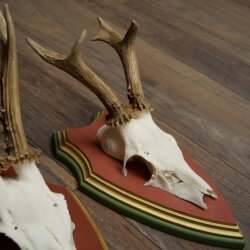Rehgeweihe 3 Stück Rehböcke Reh 1 Bock HL 24 cm Geweihe auf ZIRBENHOLZ Trophäenschildern 22.1375