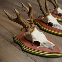 Rehgeweihe 3 Stück Rehböcke Reh 1 Bock HL 24 cm Geweihe auf ZIRBENHOLZ Trophäenschildern 22.1375
