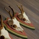 Rehgeweihe 4 Stück Rehböcke Reh Bock Geweihe auf ZIRBENHOLZ Trophäenschildern 22.1376