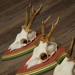 Rehgeweihe 4 Stück Rehböcke Reh Bock Geweihe auf ZIRBENHOLZ Trophäenschildern 22.1376