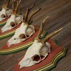 Rehgeweihe 4 Stück Rehböcke Reh Bock Geweihe auf ZIRBENHOLZ Trophäenschildern 22.1376