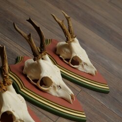 Rehgeweihe 4 Stück Rehböcke Reh Bock Geweihe auf ZIRBENHOLZ Trophäenschildern 22.1376