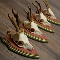 Rehgeweihe 4 Stück Rehböcke Reh Bock Geweihe auf ZIRBENHOLZ Trophäenschildern 22.1376