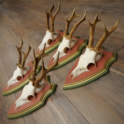 Reehoorns 20 stuks reebokken Reebokkenhoorns gesneden trofeeënborden 22.1350