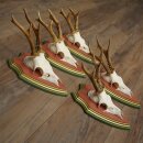 Reehoorns 20 stuks reebokken Reebokkenhoorns gesneden trofeeënborden 22.1350