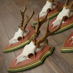 Reehoorns 20 stuks reebokken Reebokkenhoorns gesneden trofeeënborden 22.1350