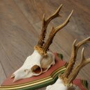 Rehgeweihe 3 Stück Rehböcke Reh Bock Geweihe auf ZIRBENHOLZ Trophäenschildern 22.1383