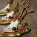 Rehgeweihe 3 Stück Rehböcke Reh Bock Geweihe auf ZIRBENHOLZ Trophäenschildern 22.1383