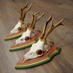 Rehgeweihe 3 Stück Rehböcke Reh Bock Geweihe auf ZIRBENHOLZ Trophäenschildern 22.1383