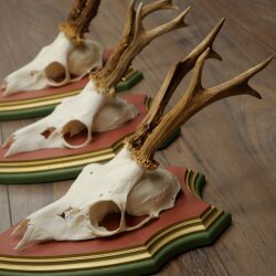 Rehgeweihe 3 Stück Rehböcke Reh Bock Geweihe auf ZIRBENHOLZ Trophäenschildern 22.1383