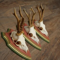 Rehgeweihe 3 Stück Rehböcke Reh Bock Geweihe auf ZIRBENHOLZ Trophäenschildern 22.1383