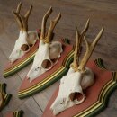 Rehgeweihe 5 Stück Rehböcke Reh Bock Geweihe auf ZIRBENHOLZ Trophäenschildern 22.1385