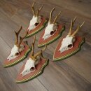 Rehgeweihe 5 Stück Rehböcke Reh Bock Geweihe auf ZIRBENHOLZ Trophäenschildern 22.1385