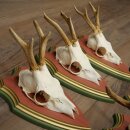 Rehgeweihe 5 Stück Rehböcke Reh Bock Geweihe auf ZIRBENHOLZ Trophäenschildern 22.1385