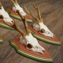 Rehgeweihe 5 Stück Rehböcke Reh Bock Geweihe auf ZIRBENHOLZ Trophäenschildern 22.1385
