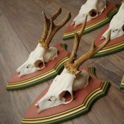 Rehgeweihe 5 Stück Rehböcke Reh Bock Geweihe auf ZIRBENHOLZ Trophäenschildern 22.1385