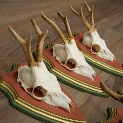Rehgeweihe 5 Stück Rehböcke Reh Bock Geweihe auf ZIRBENHOLZ Trophäenschildern 22.1385