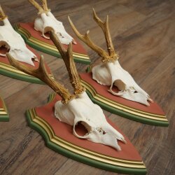 Rehgeweihe 5 Stück Rehböcke Reh Bock Geweihe auf ZIRBENHOLZ Trophäenschildern 22.1385