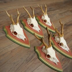 Rehgeweihe 5 Stück Rehböcke Reh Bock Geweihe auf ZIRBENHOLZ Trophäenschildern 22.1385