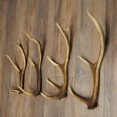 Red Deer Antlers, 3 Pieces Red Deer Antlers, Shed Antlers Weight: 1.05 kg Lengths: 41–46 cm