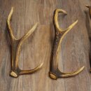 Red Deer Antlers, 3 Pieces Red Deer Antlers, Shed Antlers Weight: 1.05 kg Lengths: 41–46 cm