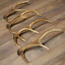 Red Deer Antlers, 3 Pieces Red Deer Antlers, Shed Antlers Weight: 1.05 kg Lengths: 41–46 cm