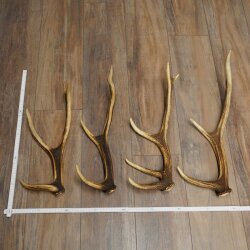 Red Deer Antlers, 3 Pieces Red Deer Antlers, Shed Antlers Weight: 1.05 kg Lengths: 41–46 cm
