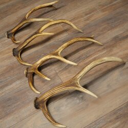 Red Deer Antlers, 3 Pieces Red Deer Antlers, Shed Antlers Weight: 1.05 kg Lengths: 41–46 cm