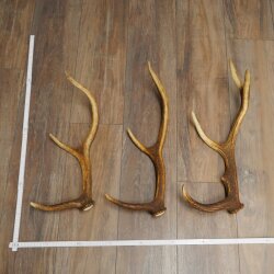 Rothirsch Stangen 3 Stück Rothirschstangen Abwurfstangen Gewicht 1,8 kg Längen 42 - 49 cm
