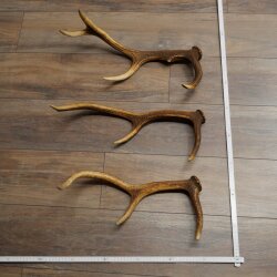 Rothirsch Stangen 3 Stück Rothirschstangen Abwurfstangen Gewicht 1,8 kg Längen 42 - 49 cm