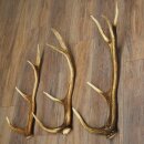 Rothirsch Stangen 3 Stück Rothirschstangen Gewicht 2,7 kg Längen 60 - 66 cm