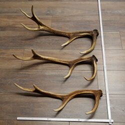 Rothirsch Stangen 3 Stück Rothirschstangen Gewicht 2,7 kg Längen 60 - 66 cm