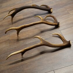 Rothirsch Stangen 3 Stück Rothirschstangen Gewicht 2,7 kg Längen 60 - 66 cm