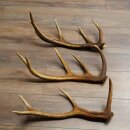 Corna di cervo rosso, 3 pezzi, corna cadute, peso 1,05 kg, lunghezza 41 - 46 cm